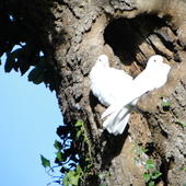 Doves Autumn 2011 (20)